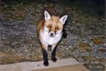 2006