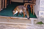 2006