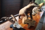 453_3_sortie_nature_primaire_oct_2012_chasse_13