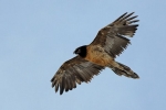 2011-02-19_13-12-28_j-sauthierpoured-biollaz42