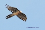 5IMG_3566_gypaeteb - Copie