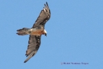 6IMG_3105_gypaeteb