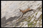 chamois1