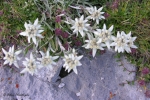 edelweiss