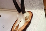 chamois male