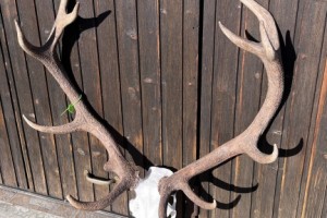 Trophée de Cerf