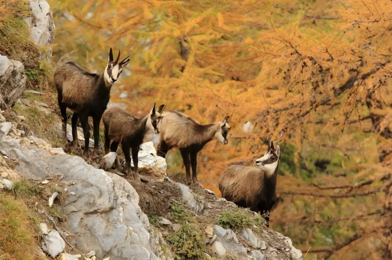 Nouveau site internet